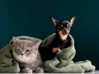 Os Mitos e Verdades sobre a Convivência de Cães e Gatos: Desvendando os Segredos da Harmonia no Lar