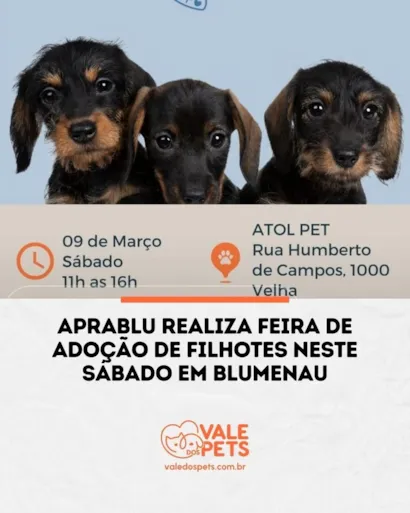 Feira de Adoção de Filhotes: Encontre seu Novo Amigo em Blumenau!