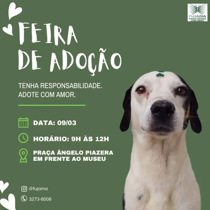 Adote um Amigo para Toda Vida em Jaraguá do Sul!