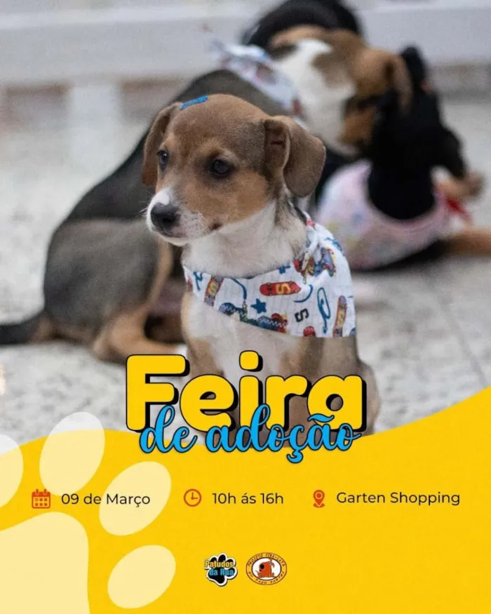 Feira de Adoção em Joinville: Encontre seu Novo Melhor Amigo!