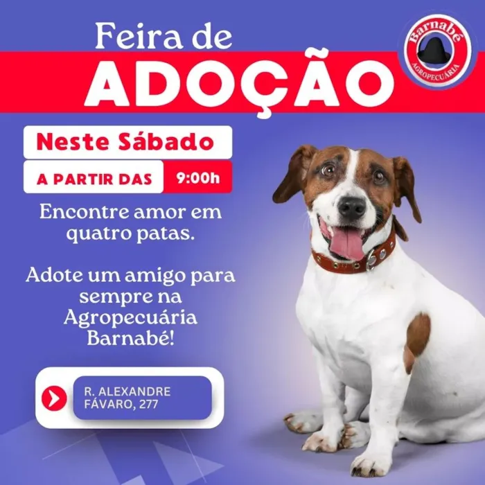 Feira de Adoção de Animais - Encontre Seu Novo Melhor Amigo!