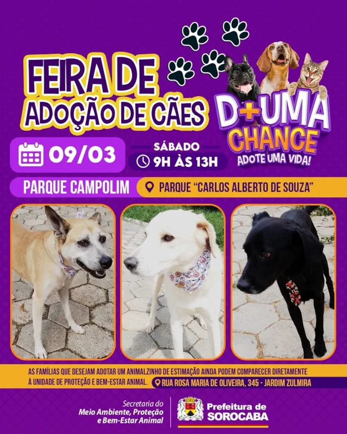 Feira de Adoção de Cães em Sorocaba - Dê uma chance, adote uma vida!