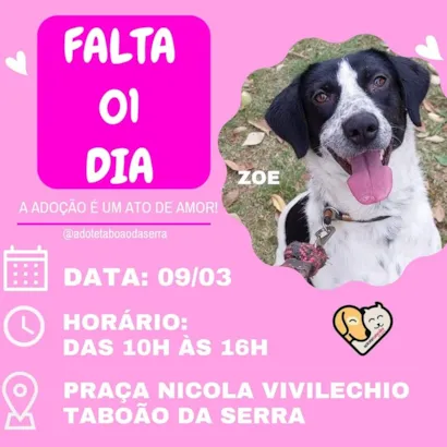 Feira de Adoção de Animais em Taboão da Serra: Encontre seu Novo Amigo!