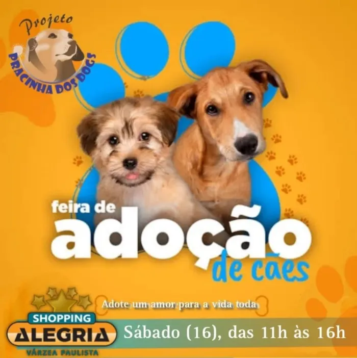 Feira de Adoção De Cães em Jundiaí - Encontre seu Novo Amigo!
