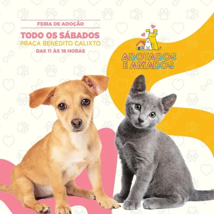 Participe da feira de adoção Adotados e Amados em 16 de março de 2024, na Praça Benedito Calixto, em São Paulo. Encontre seu melhor amigo e receba um kit de boas-vindas.