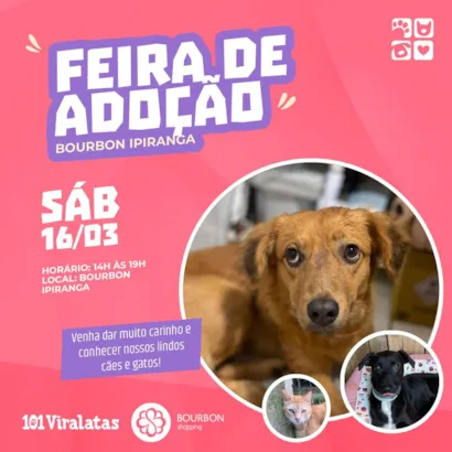 Amor Incondicional te Espera na Feira de Adoção no Bourbon Ipiranga!