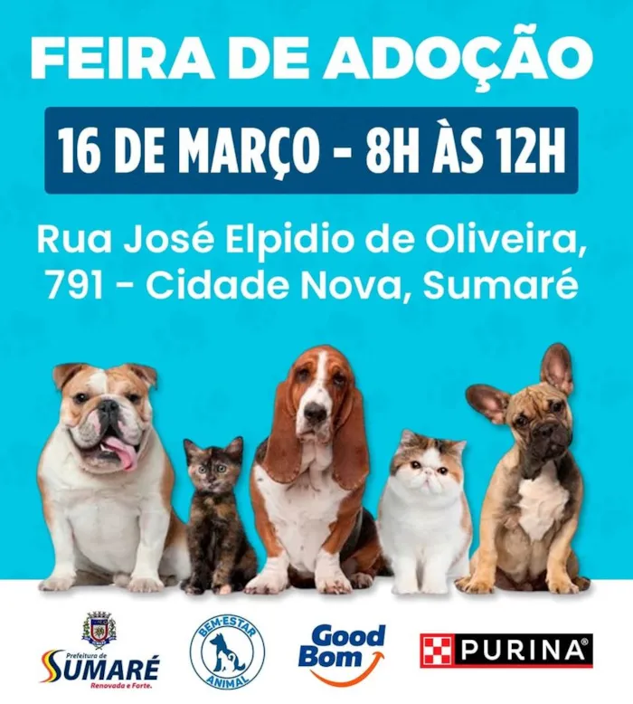 Feira de Adoção em Sumaré: Encontre seu Novo Melhor Amigo!