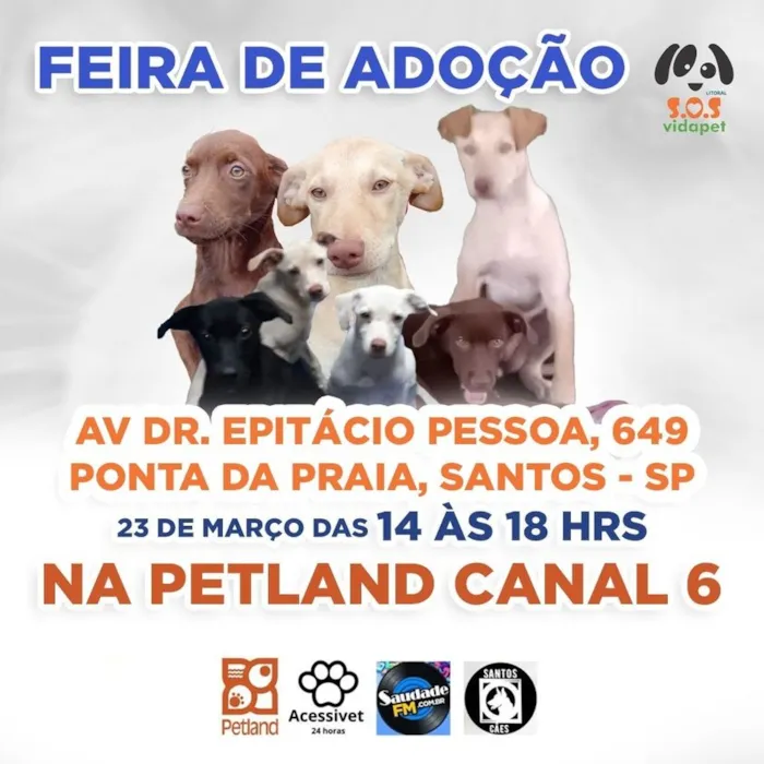 Feira de Adoção de Animais: Encontre seu Melhor Amigo em Santos!