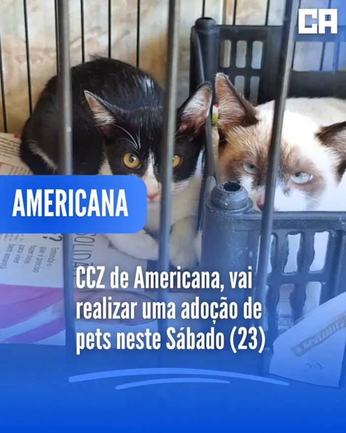 Feira de Adoção de Animais: Encontre seu Novo Amigo em Americana!