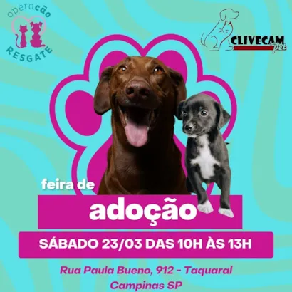 Amor não tem raça: Adote um amigo na Feira de Adoção de Campinas!