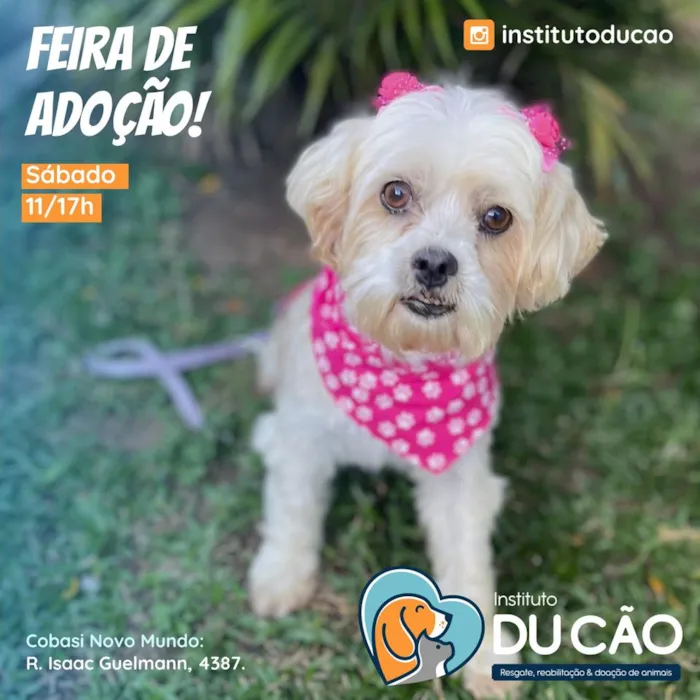Encontre seu novo amigo de quatro patas na Feira de Adoção em Curitiba no dia 23 de março, na Cobasi Novo Mundo. Adoções, atividades e amor esperam por você!