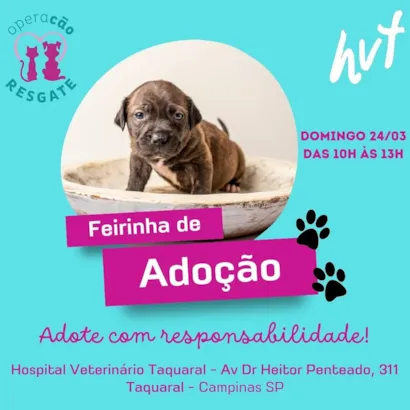 Feirinha de Adoção de Animais: Amor e Companhia em Campinas!