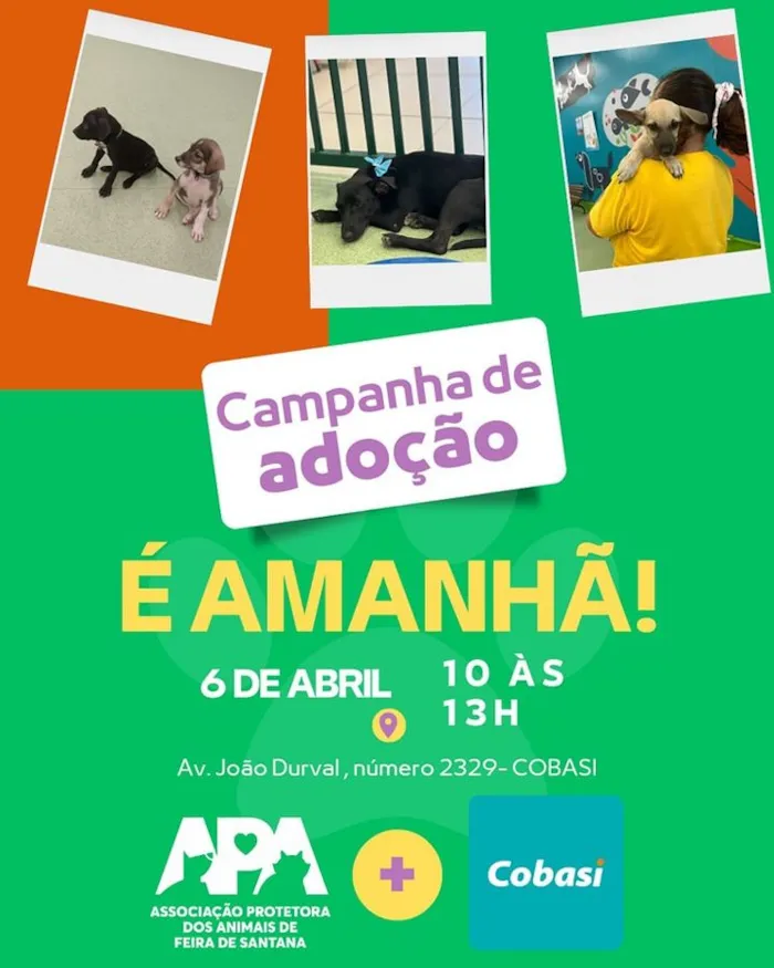 Amanhã: Grande Feira de Adoção de Animais em Feira de Santana!