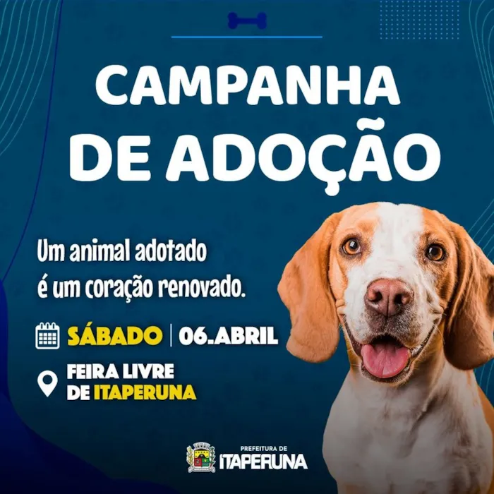 Campanha de Adoção em Itaperuna: Encontre seu Novo Amigo!