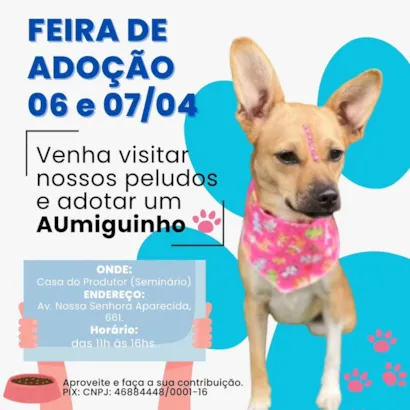 Encontre Seu Novo Melhor Amigo: Feira de Adoção em Curitiba!