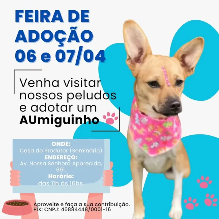 Encontre seu novo melhor amigo na Feira de Adoção em Curitiba, dia 07 de abril de 2024. Venha conhecer cães e gatos em busca de um lar cheio de amor!