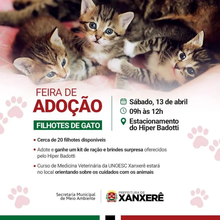 Feira de Adoção em Xanxerê: Encontre seu Novo Amigo Felino!