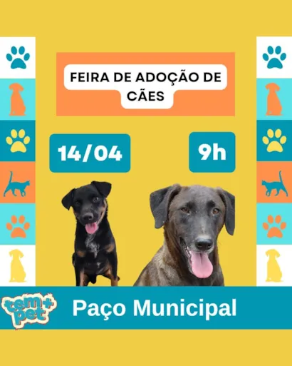 Feira de Adoção de Cães em Sorocaba - Encontre seu Melhor Amigo!