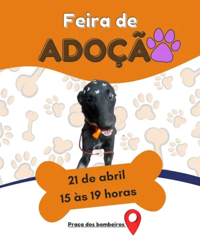 Feira de Adoção de Animais: Encontre seu Novo Melhor Amigo!