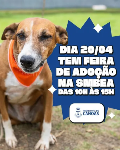 Grandioso Evento de Adoção de Animais em Canoas: Encontre seu Novo Amigo!