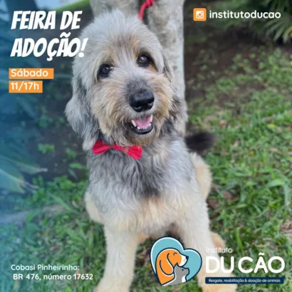 Feira de Adoção em Curitiba: Encontre seu Melhor Amigo!