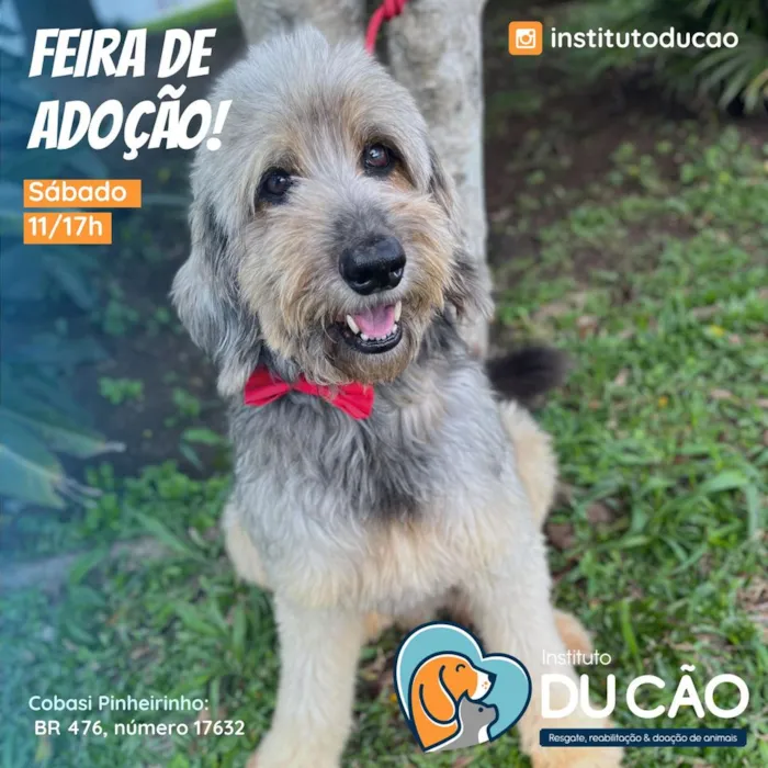 Feira de Adoção em Curitiba: Encontre seu Melhor Amigo!