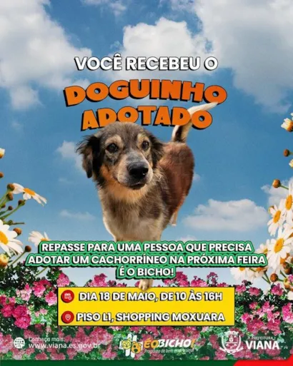 Feira de Adoção de Animais em Viana: Encontre seu Novo Amigo!