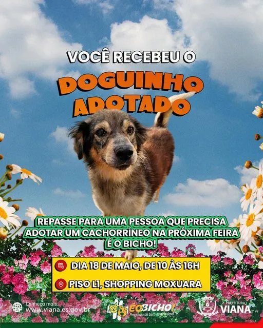 Feira de Adoção de Animais em Viana: Encontre seu Novo Amigo!