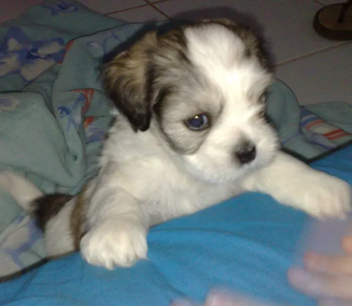 Como escolher o companheiro peludo perfeito para sua família