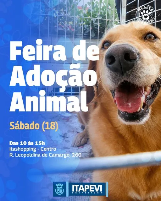 Feira de Adoção de Animais em Itapevi: Amor que Transforma Vidas!