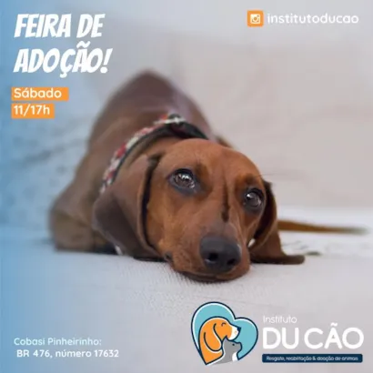 Feira de Adoção de Animais em Curitiba: Encontre seu Novo Amigo!