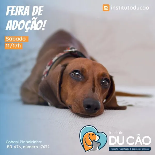 Feira de Adoção de Animais em Curitiba: Encontre seu Novo Amigo!