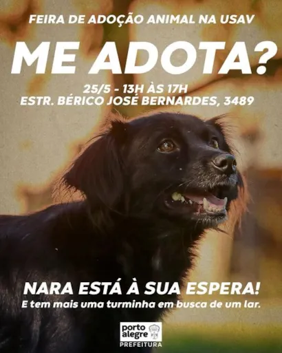 Encontre seu novo melhor amigo na Feira de Adoção USAV