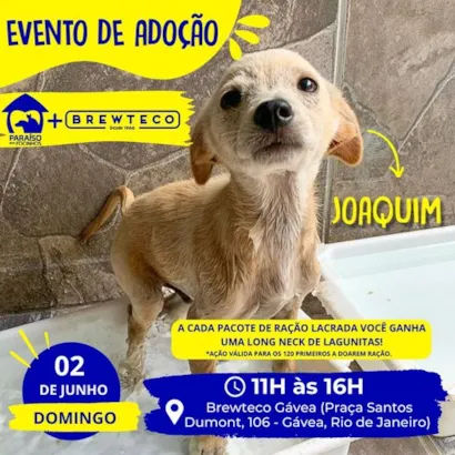 Amor e Patinhas Esperam por Você no Evento de Adoção no RJ!