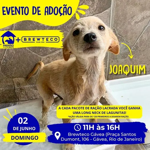 Amor e Patinhas Esperam por Você no Evento de Adoção no RJ!