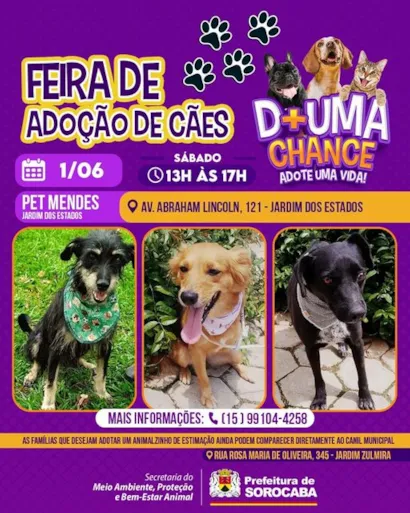 Feirão de Adoção de Cães em Sorocaba: Encontre Seu Novo Amigo!