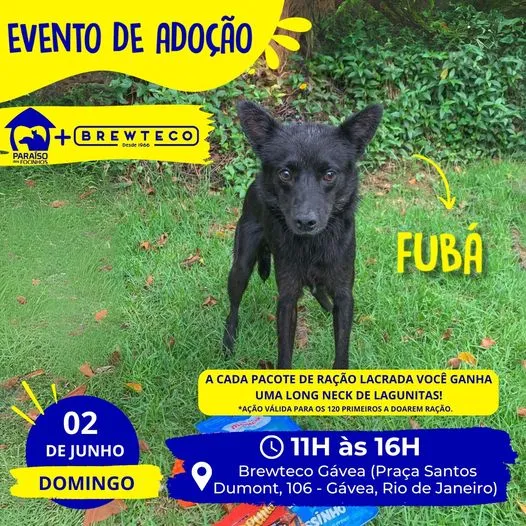 Dê amor e leve alegria! Adoção de pets na Gávea!