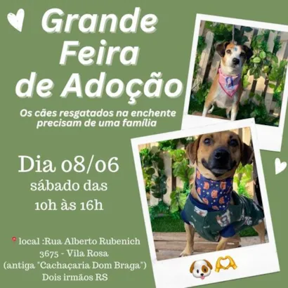 Junte-se a Nós na Grande Feira de Adoção de Animais em Dois Irmãos!