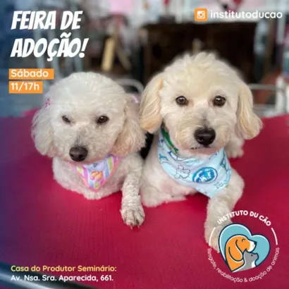 Feira de Adoção de Cães em Curitiba: Encontre seu Novo Melhor Amigo!