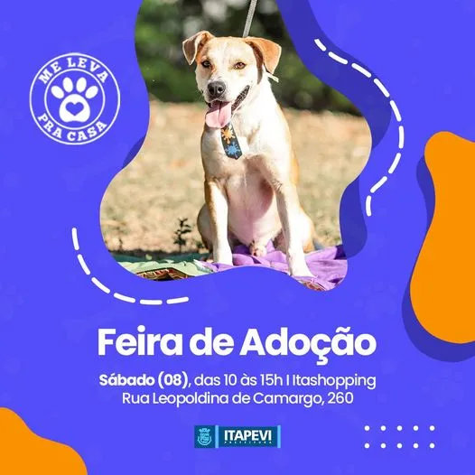 Feira de Adoção de Animais Itapevi - Encontre seu Novo Amigo!