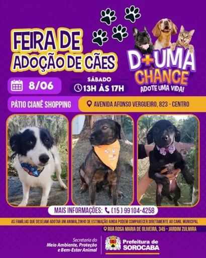 Feira de Adoção de Cães em Sorocaba: Encontre Seu Melhor Amigo!