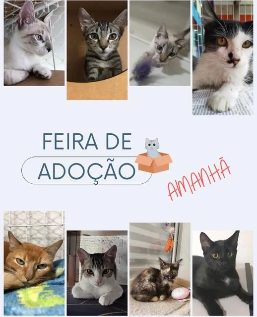 Amor e Companhia Te Esperam na Feira de Adoção em Campinas