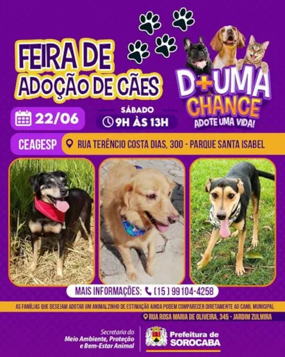 Feirade Adoção de Cães em Sorocaba: Encontre seu Novo Amigo!