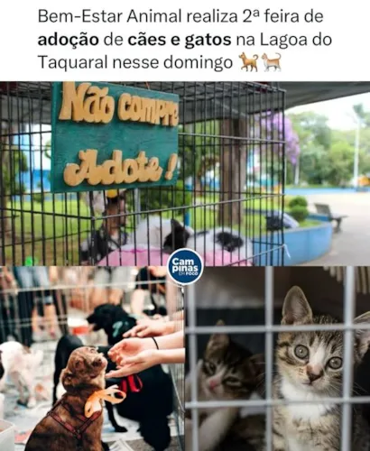 Feira de Adoção de Cães e Gatos no Taquaral - Ache seu novo amigo!