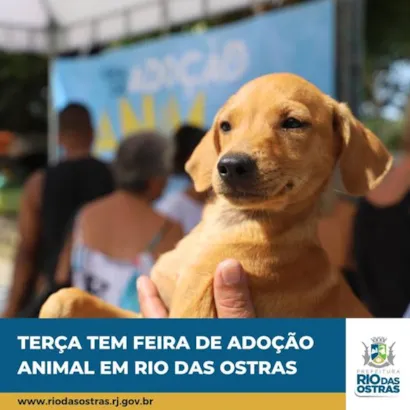 Feira de Adoção Animal: Encontre seu Amigo Fiel em Rio das Ostras!