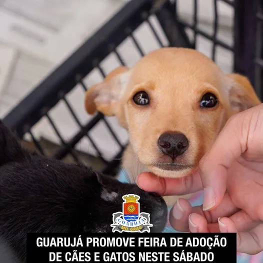 Feira de Adoção de Pets no Guarujá - Encontre seu Novo Amigo!