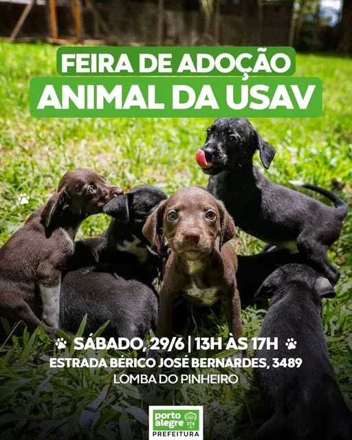 Encontre seu Novo Amigo: Adoção de Animais na USAV!