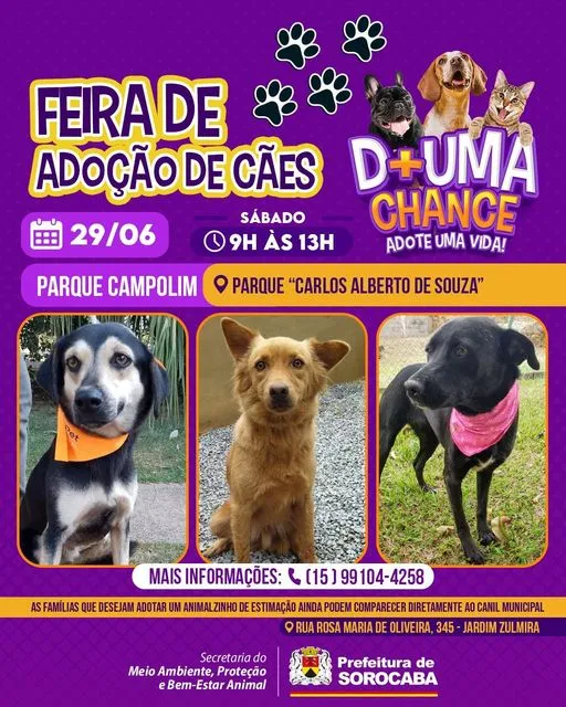 Feira de Adoção de Cães em Sorocaba: Encontre seu novo amigo!