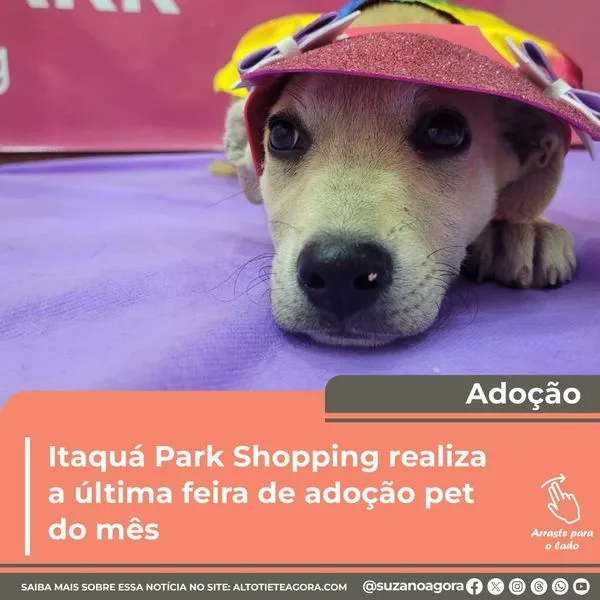 Feira de Adoção Pet: Encontre seu Novo Amigo em Suzano!