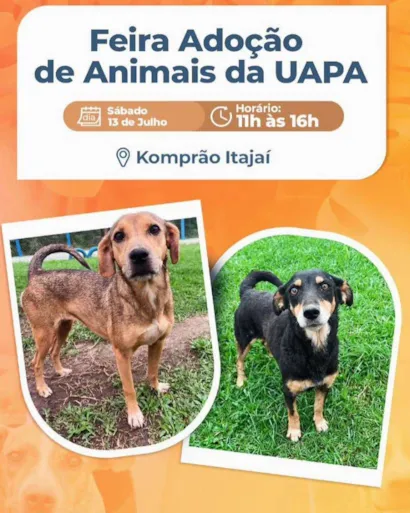 Feira de Adoção de Animais: Encontre seu Novo Amigo em Itajaí!